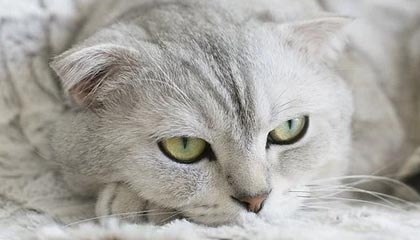 开云体育官方网址-开云体育试玩：零风险启程，畅享体育世界