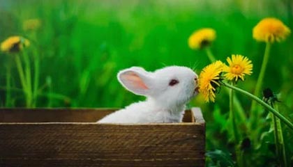 华体会hth注册:开启体育博彩新纪元的智能之门